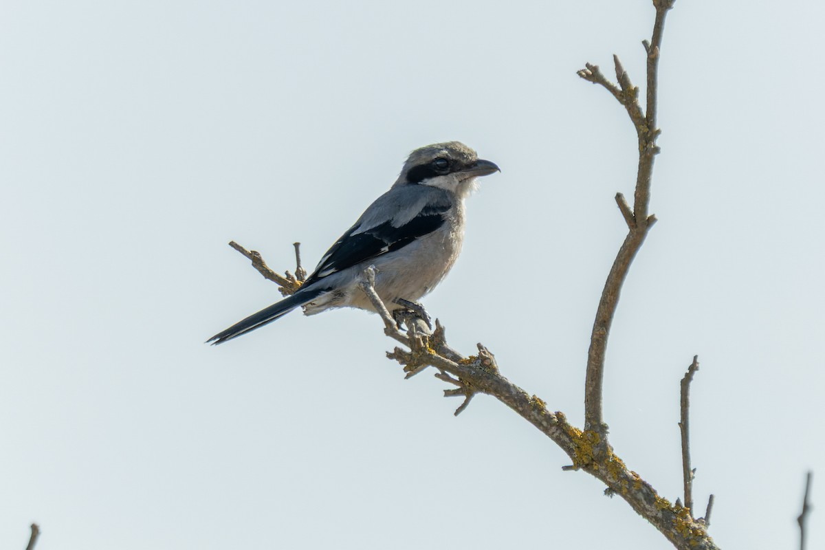 Iberian Gray Shrike - ML642005631