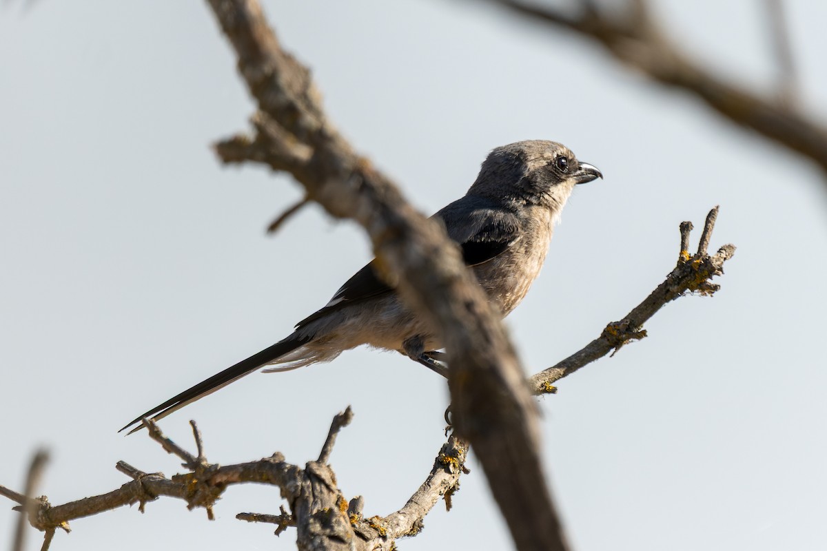 Iberian Gray Shrike - ML642005632