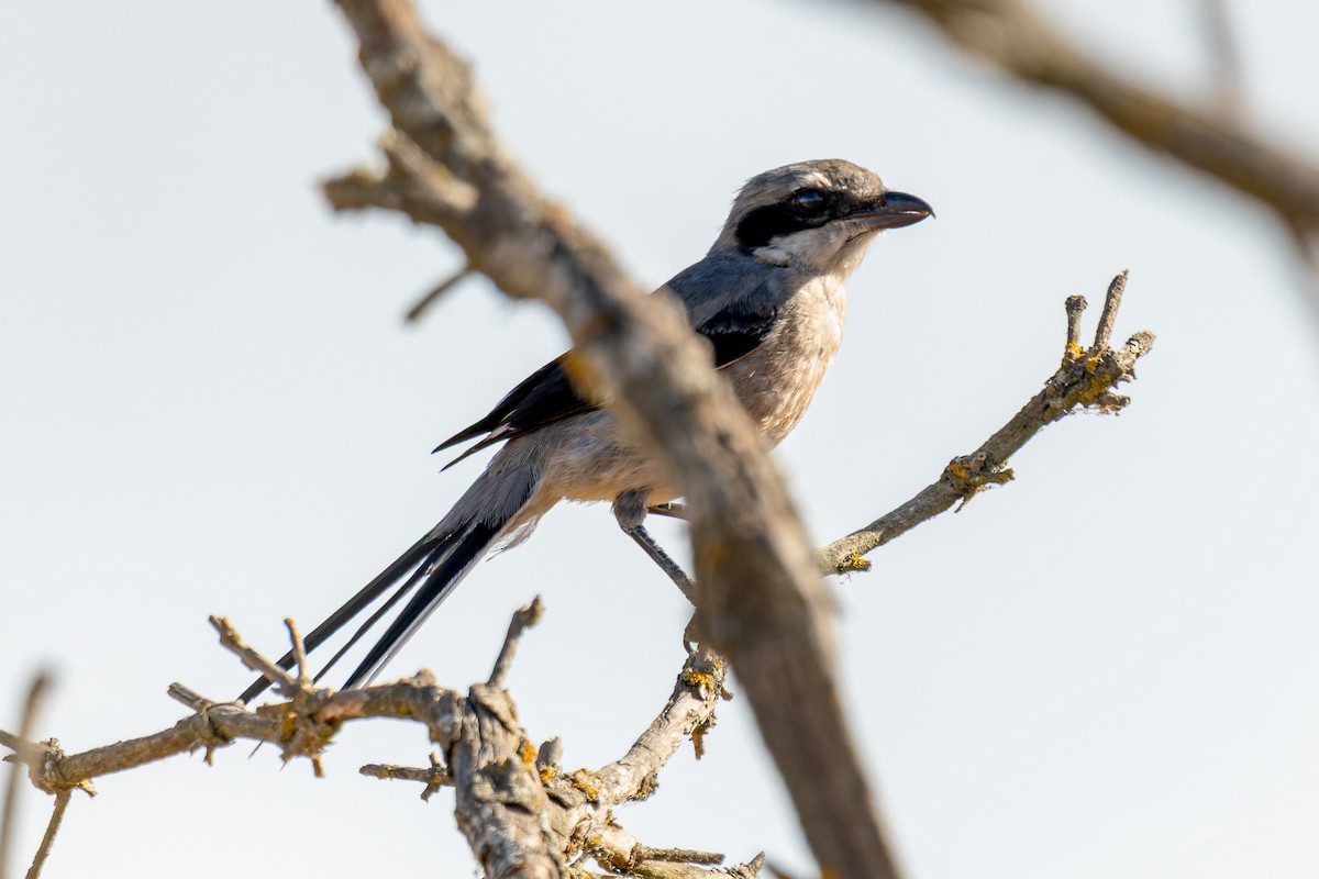Iberian Gray Shrike - ML642005633