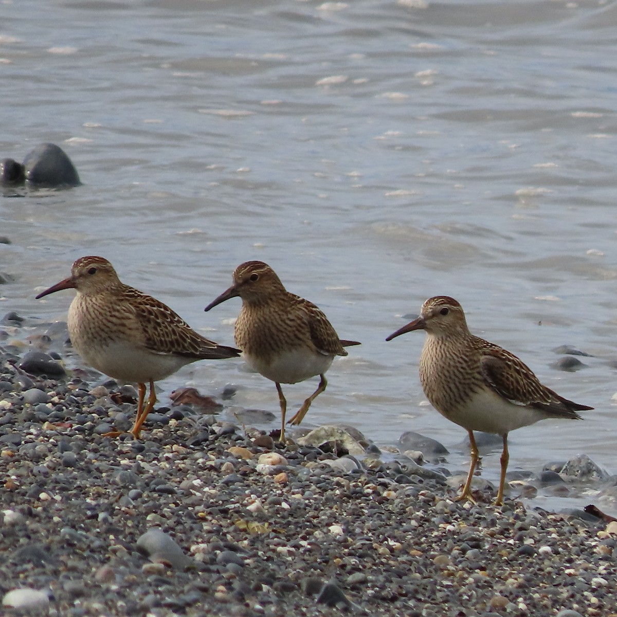 Pectoral Sandpiper - ML642005634