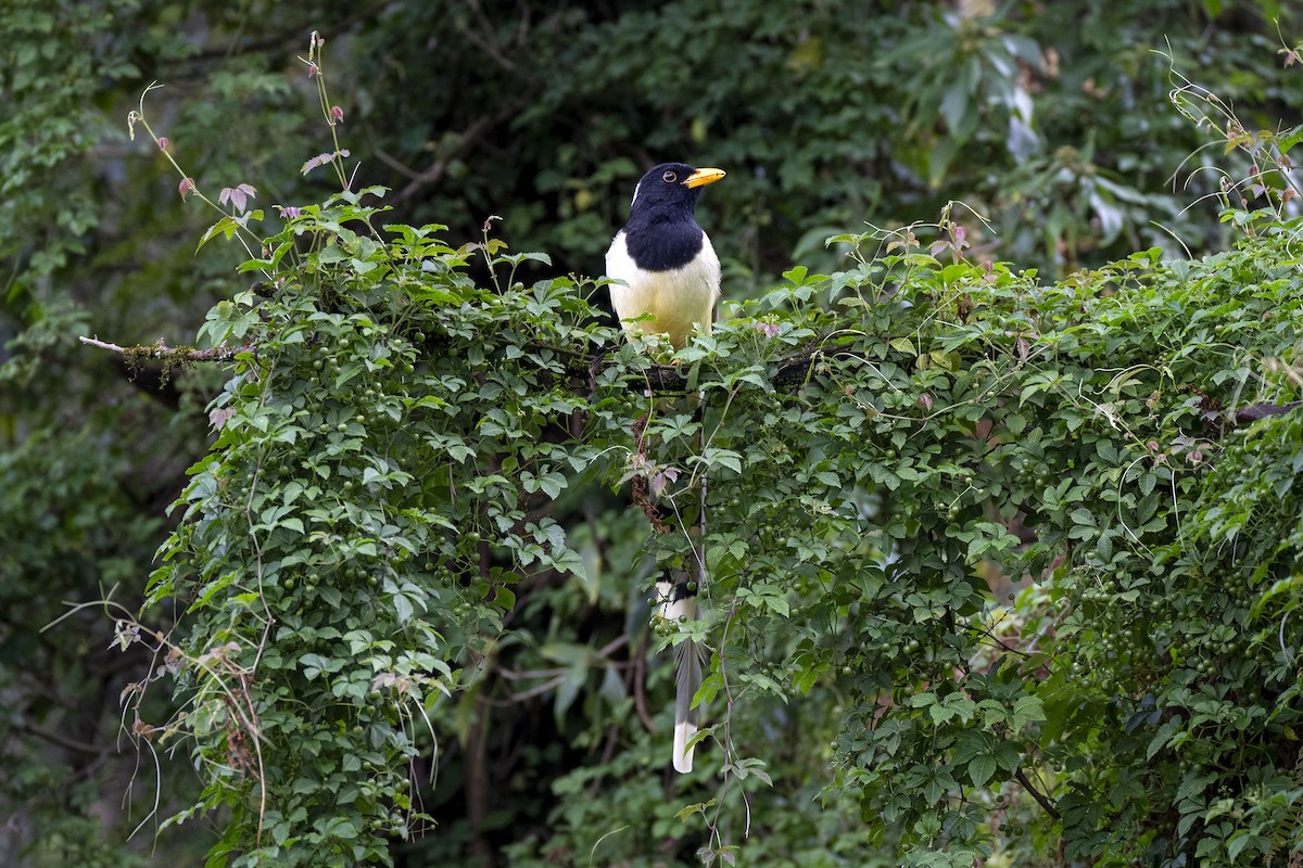 Yellow-billed Blue-Magpie - ML642005635