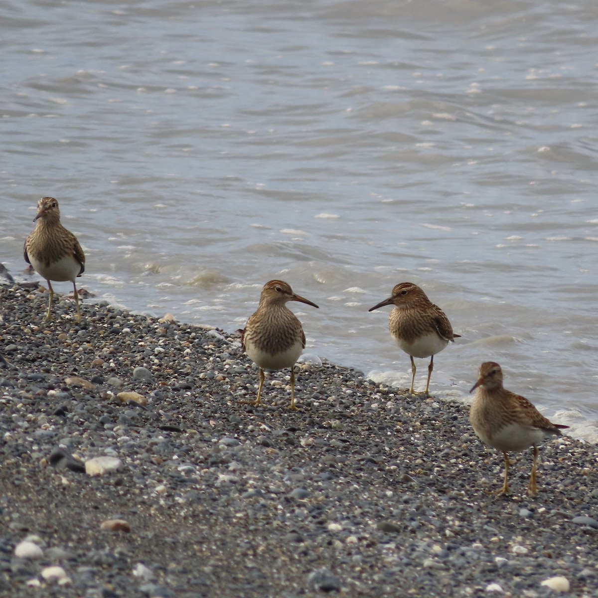 Pectoral Sandpiper - ML642005636