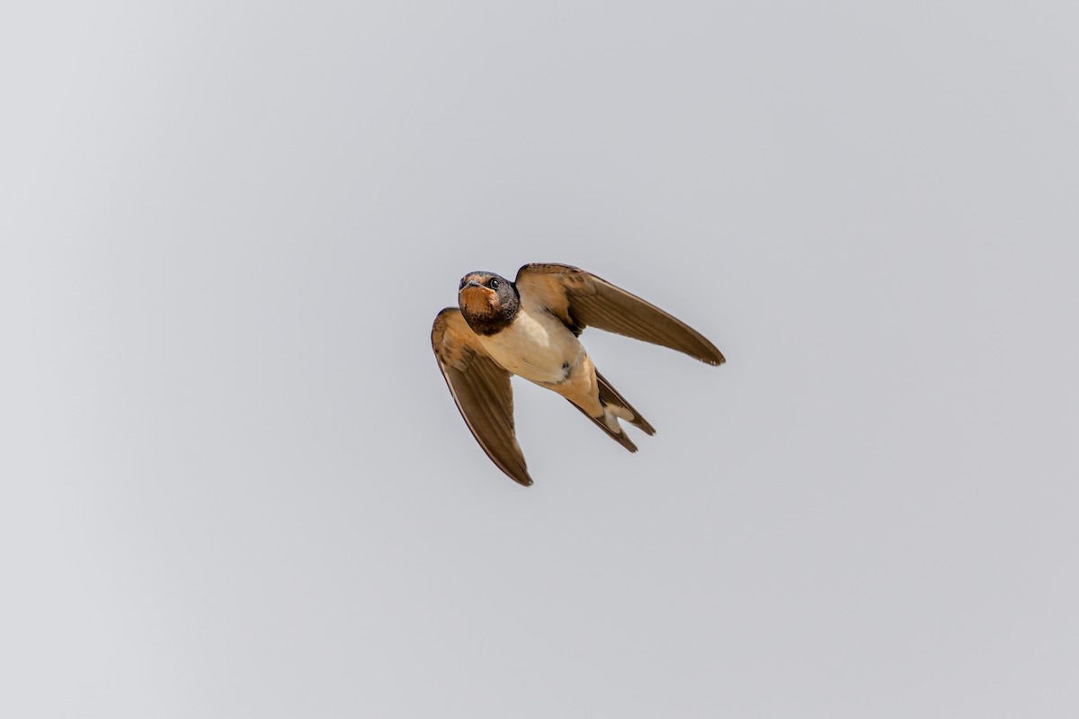 Barn Swallow - ML642005639