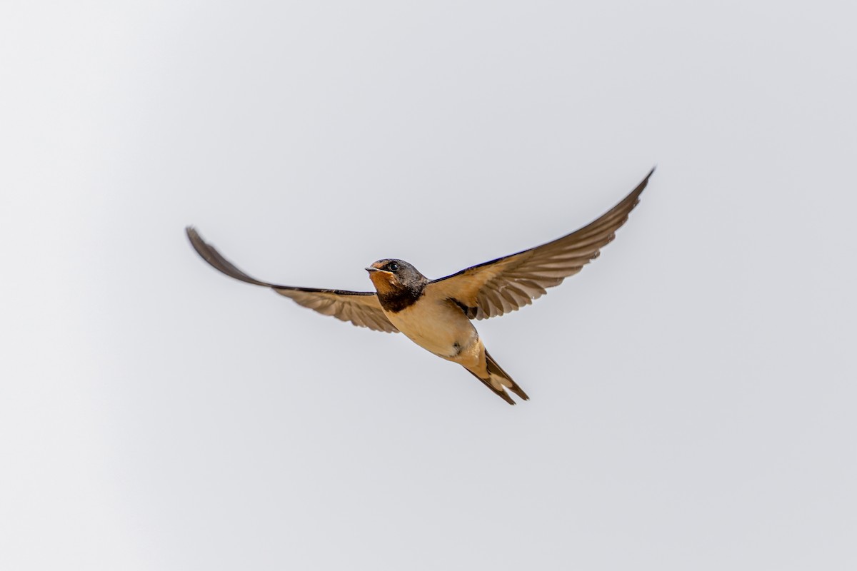 Barn Swallow - ML642005640