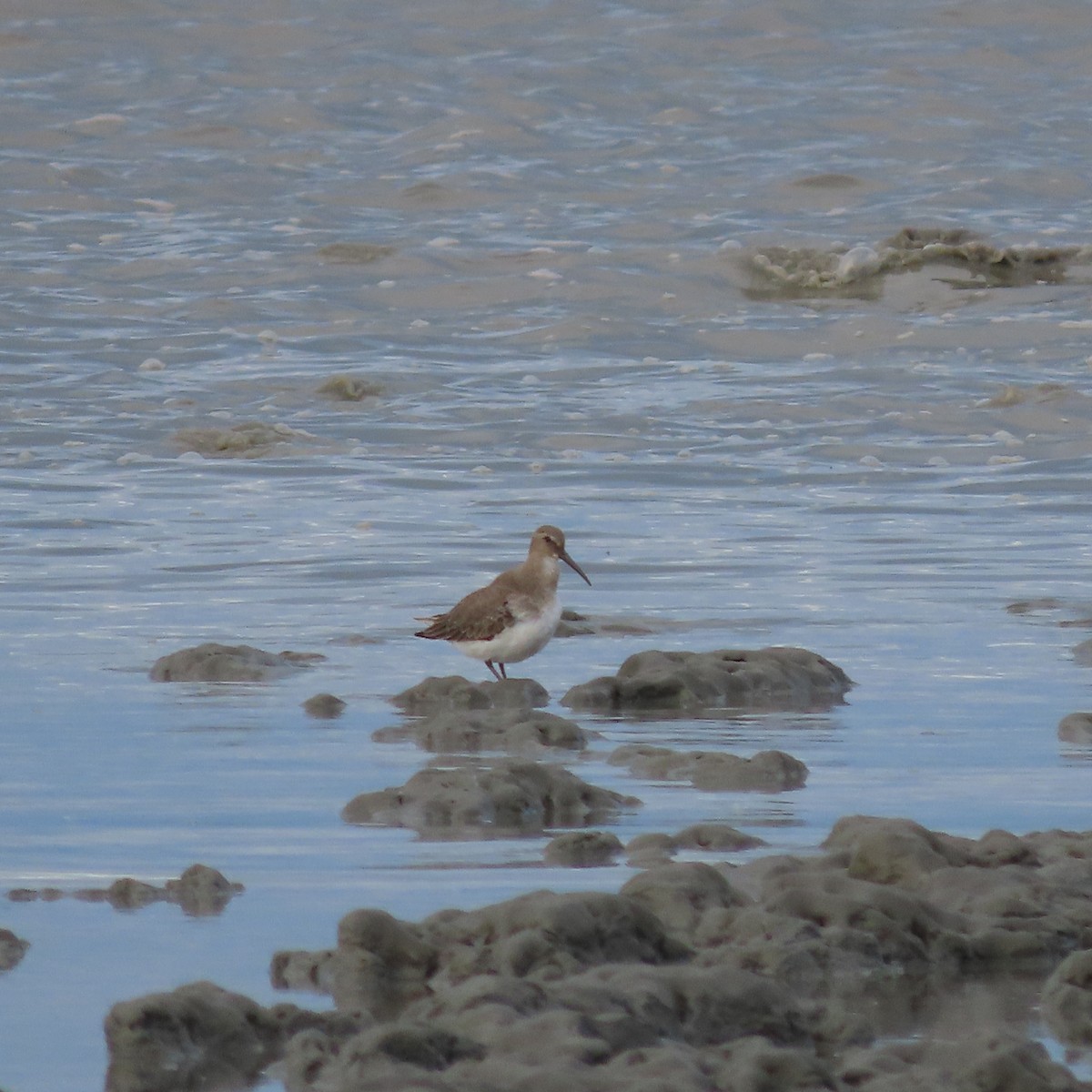 Dunlin - ML642005642