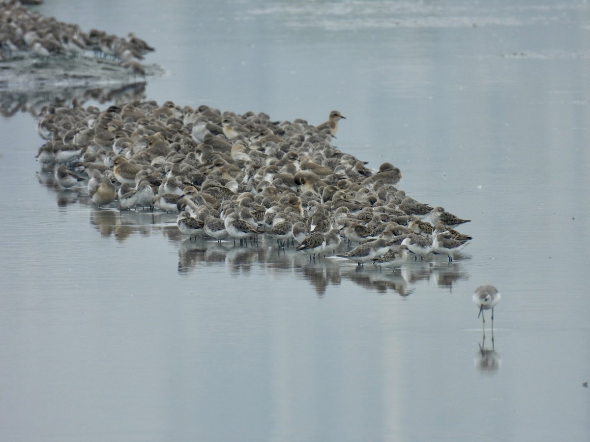 Little Stint - ML642005649