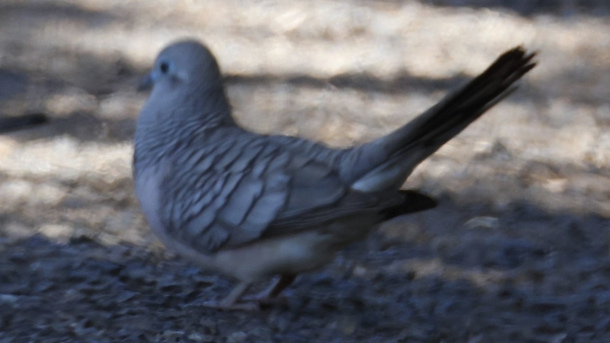 Great Bowerbird - ML642005651