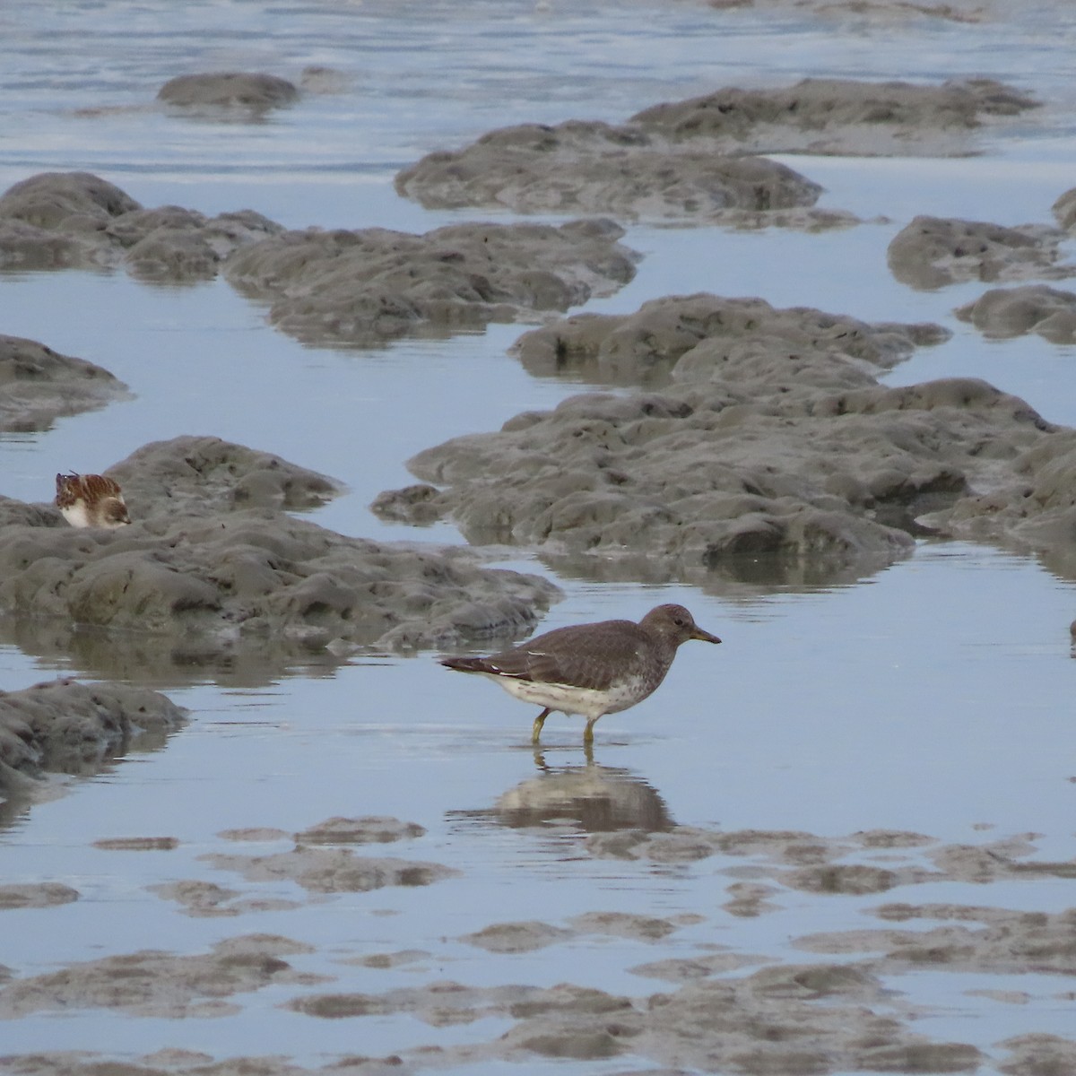 Surfbird - ML642005656