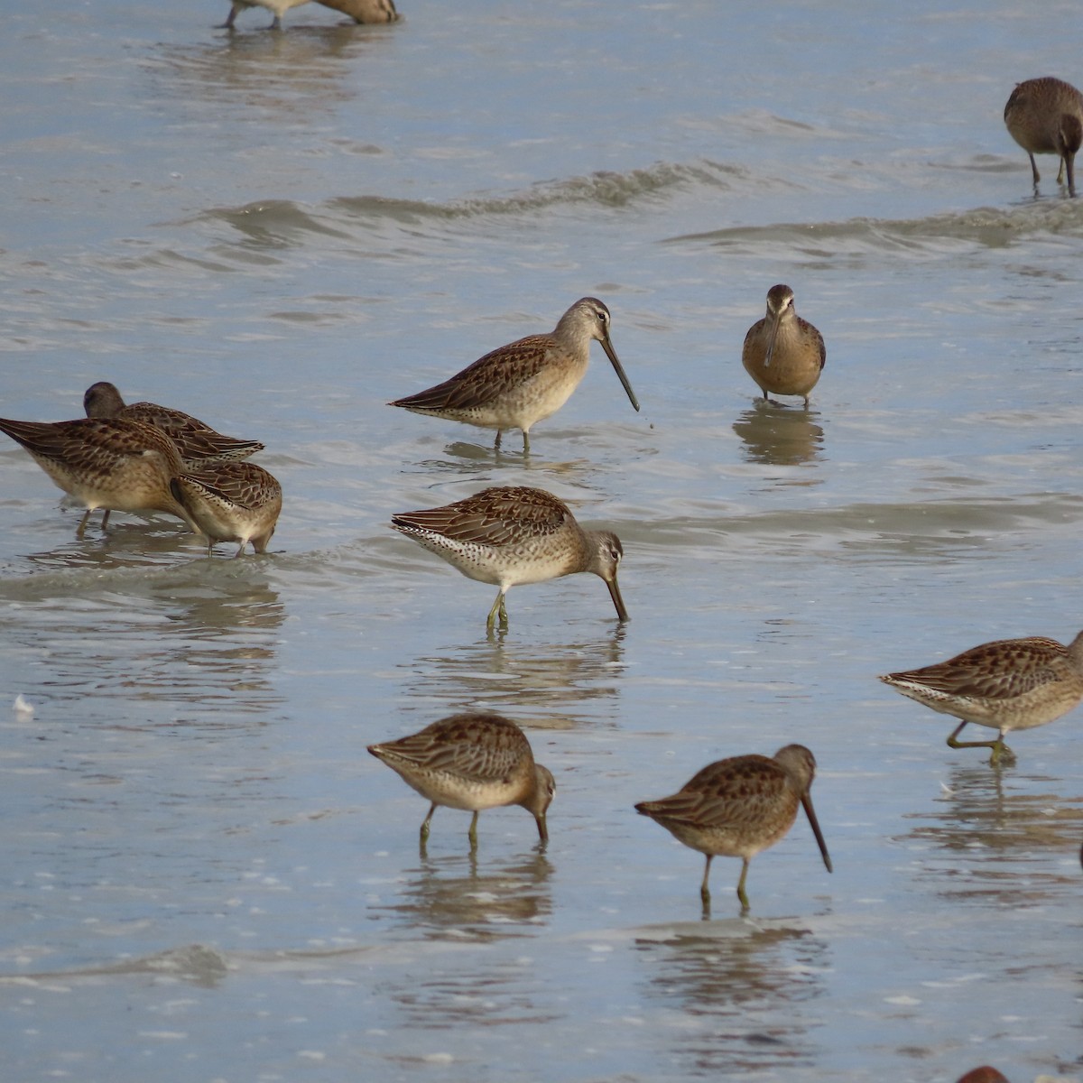 Long-billed Dowitcher - ML642005660