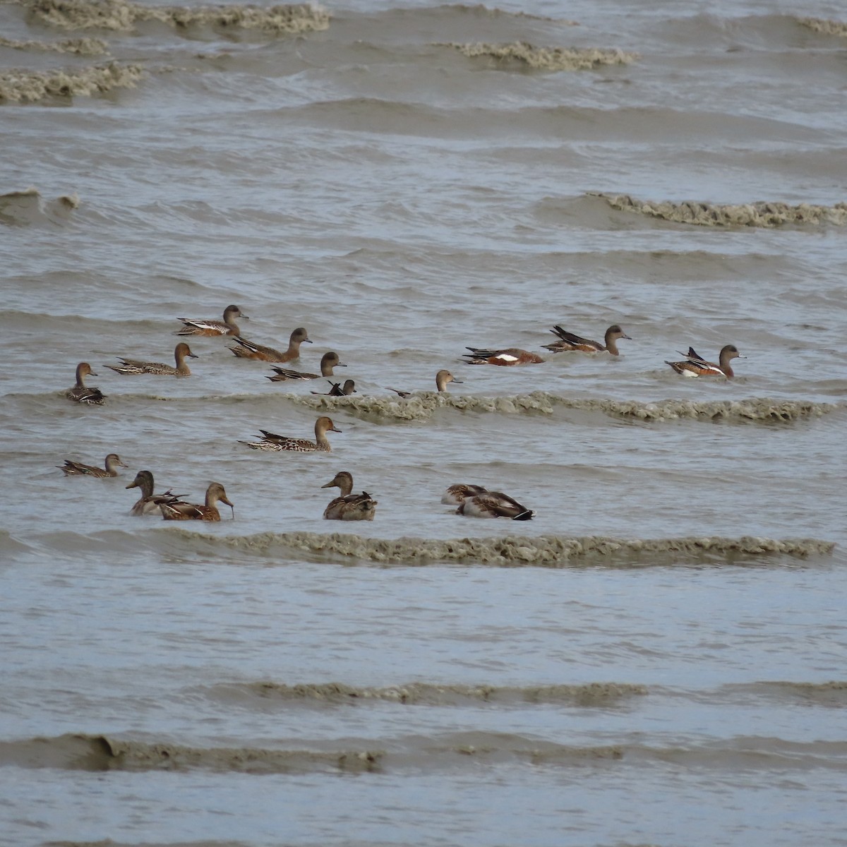 American Wigeon - ML642005662