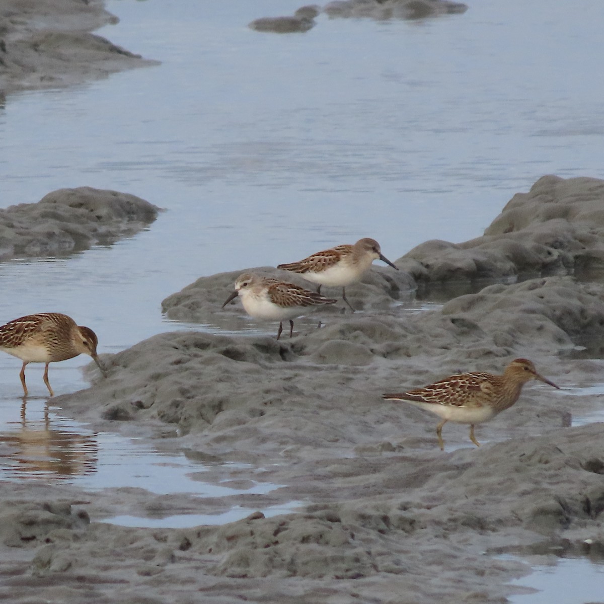 beringsnipe - ML642005671