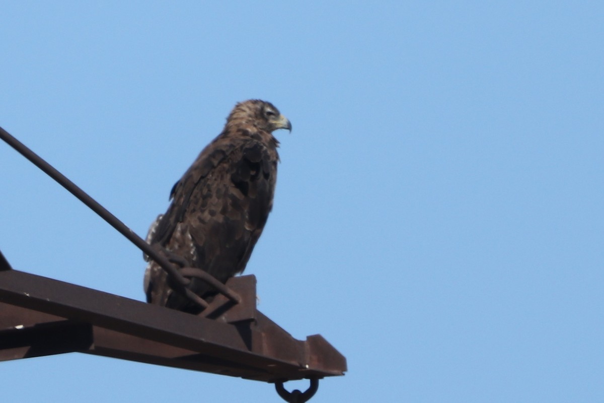 Steppe Eagle - ML642005675