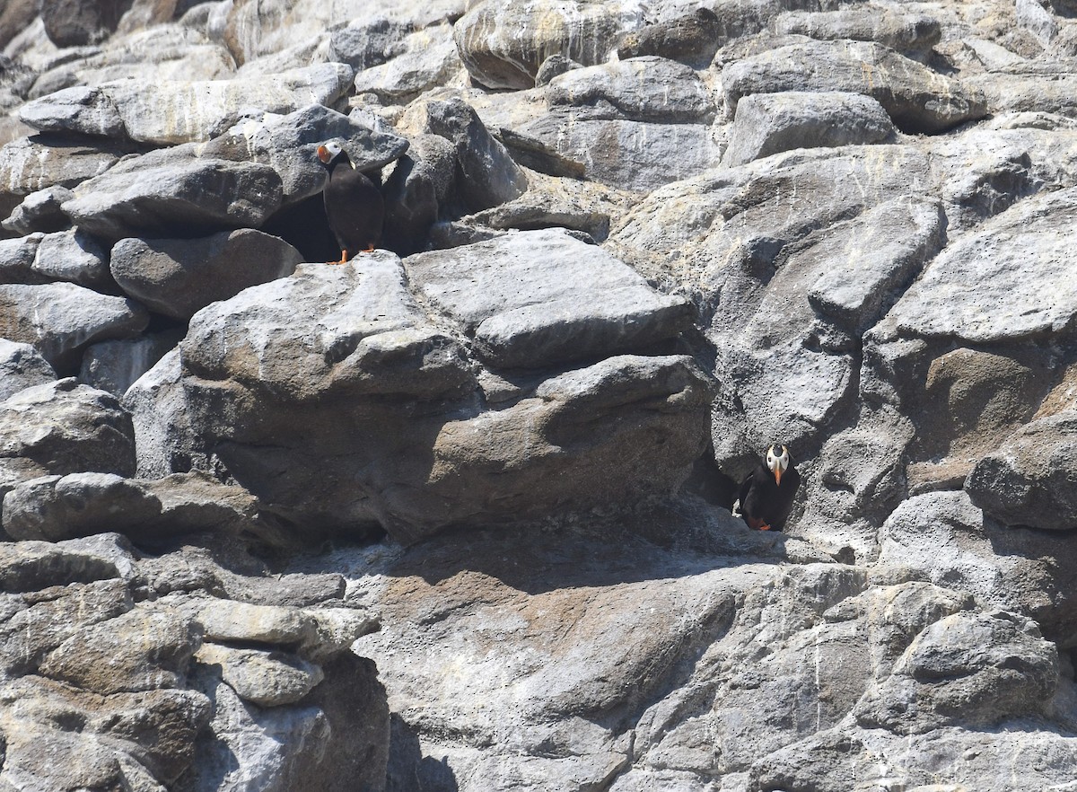 Tufted Puffin - ML642005676