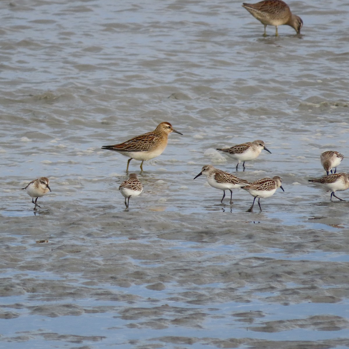 beringsnipe - ML642005677