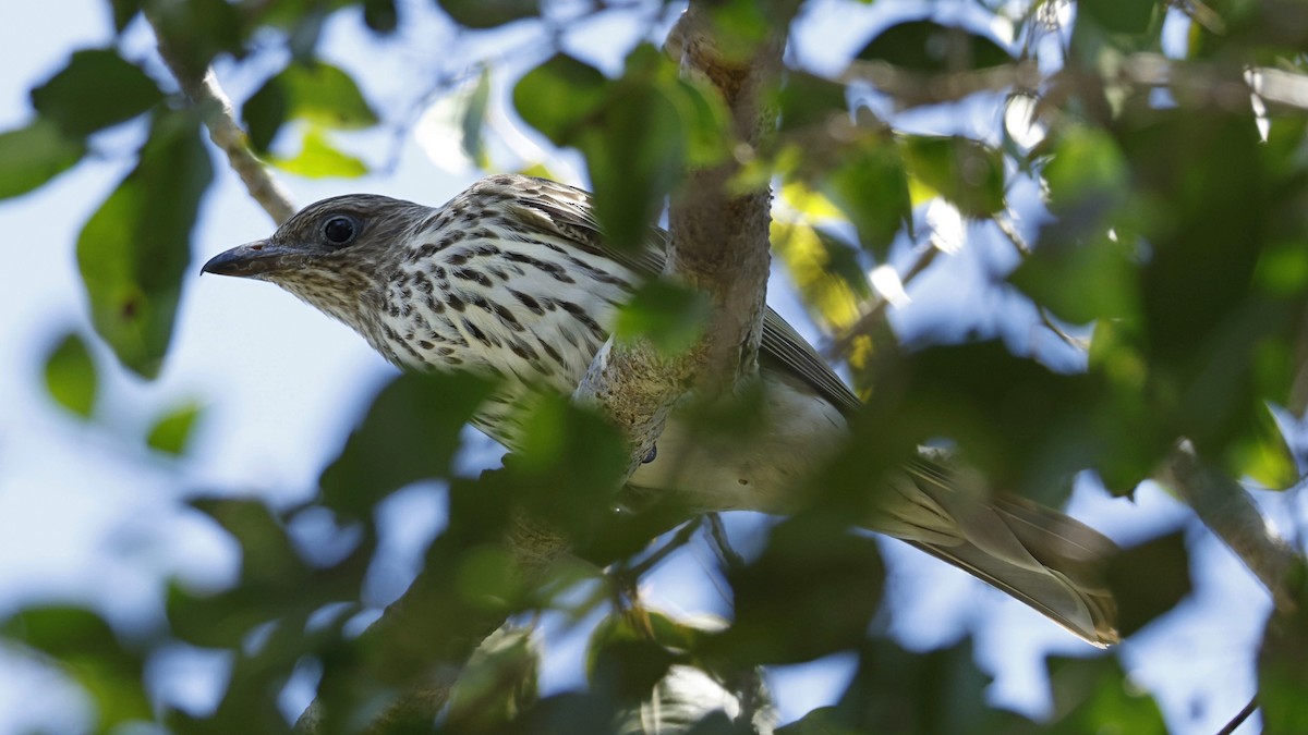 Olive-backed Oriole - ML642005678