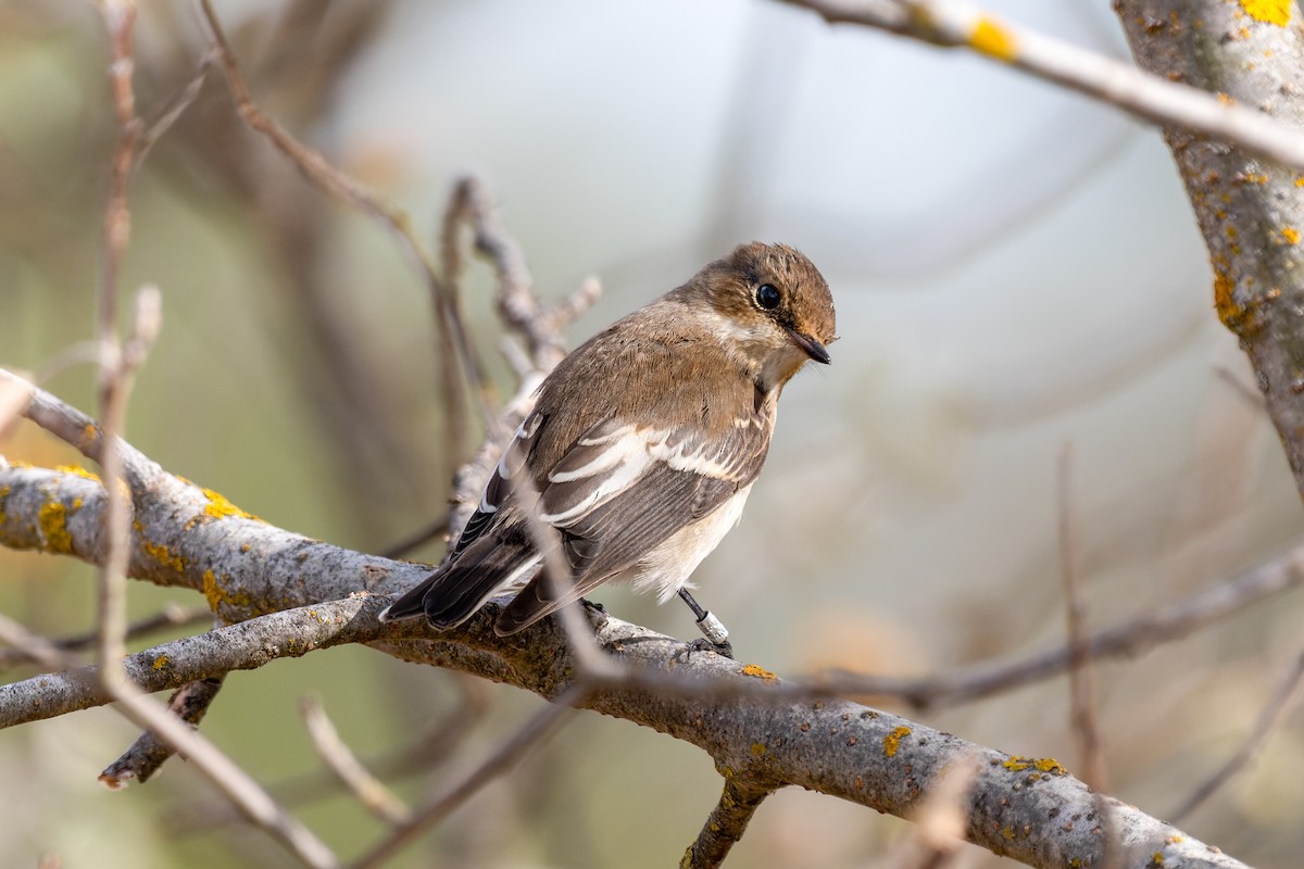 European Pied Flycatcher - ML642005682