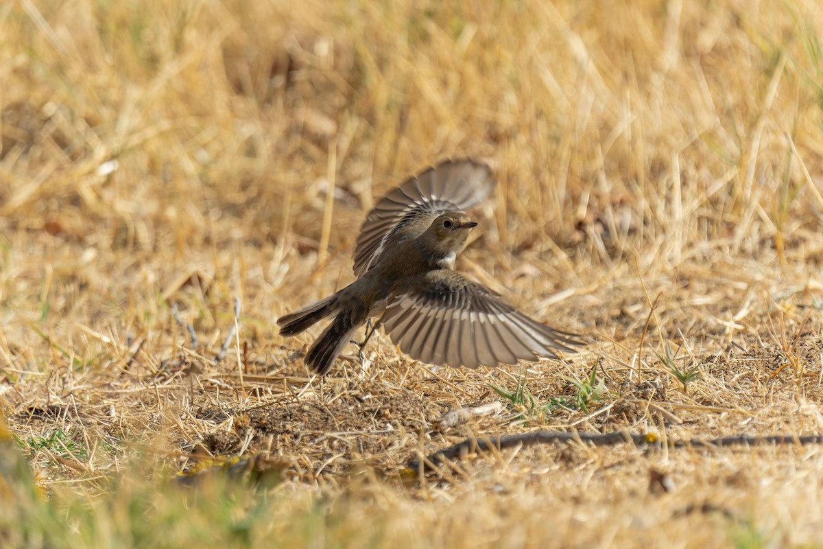 European Pied Flycatcher - ML642005684