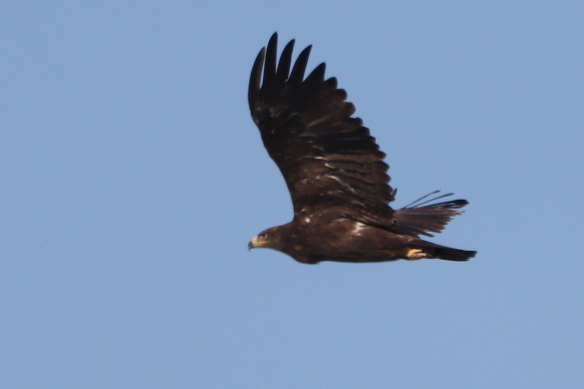 Steppe Eagle - ML642005687