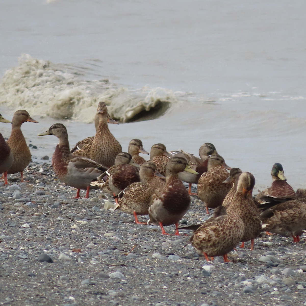 Mallard - ML642005688