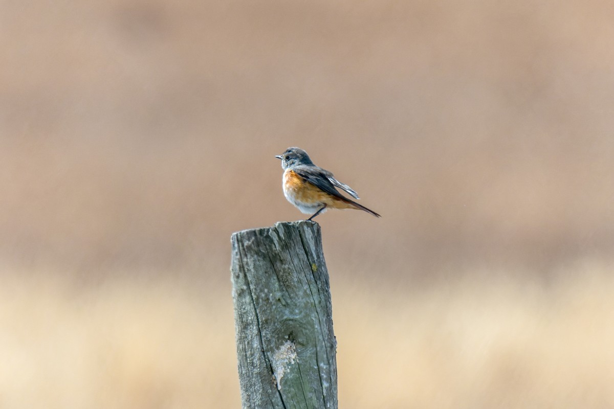 Common Redstart - ML642005689