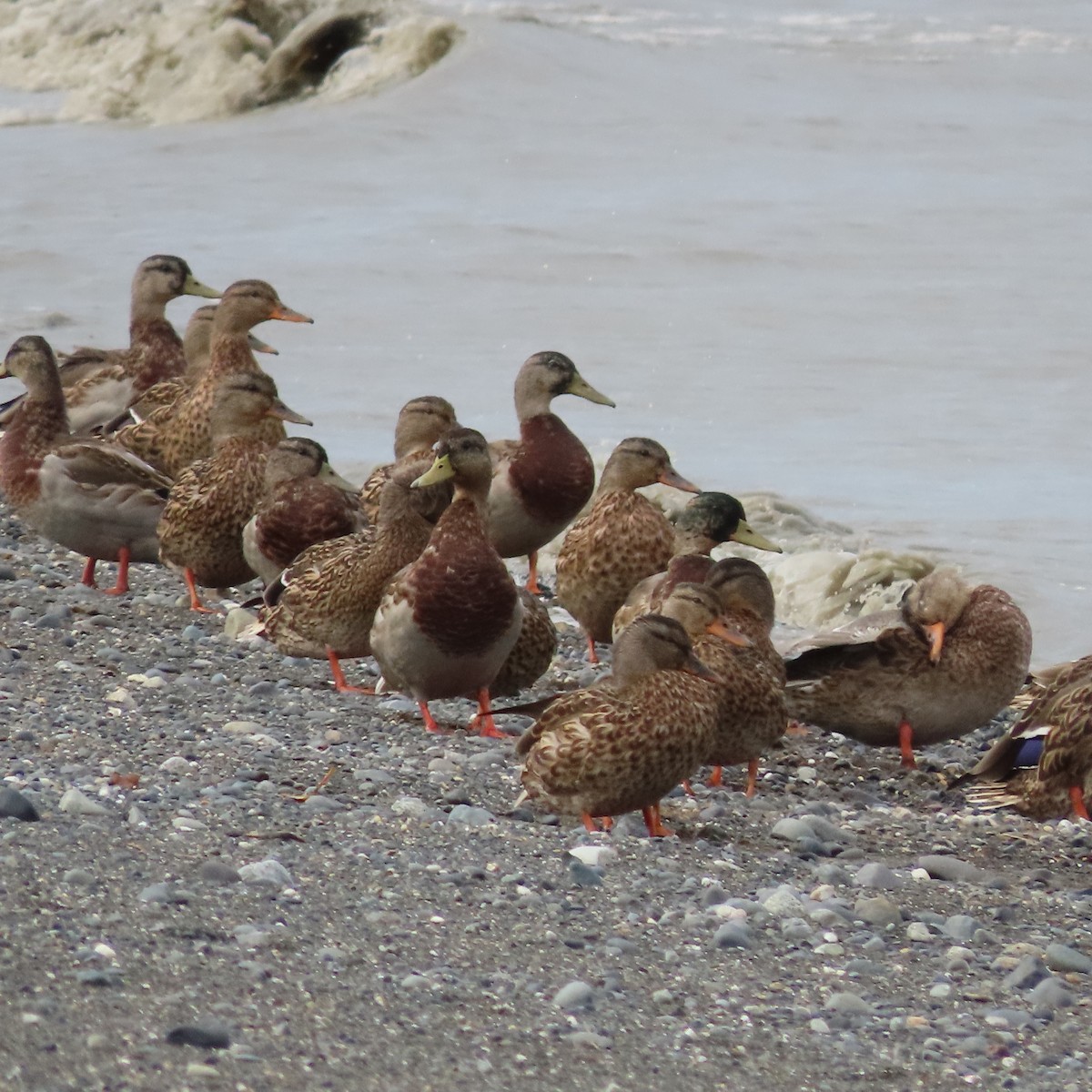 Mallard - ML642005691