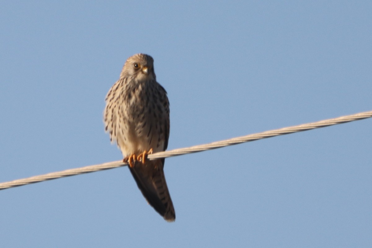 Lesser Kestrel - ML642005692