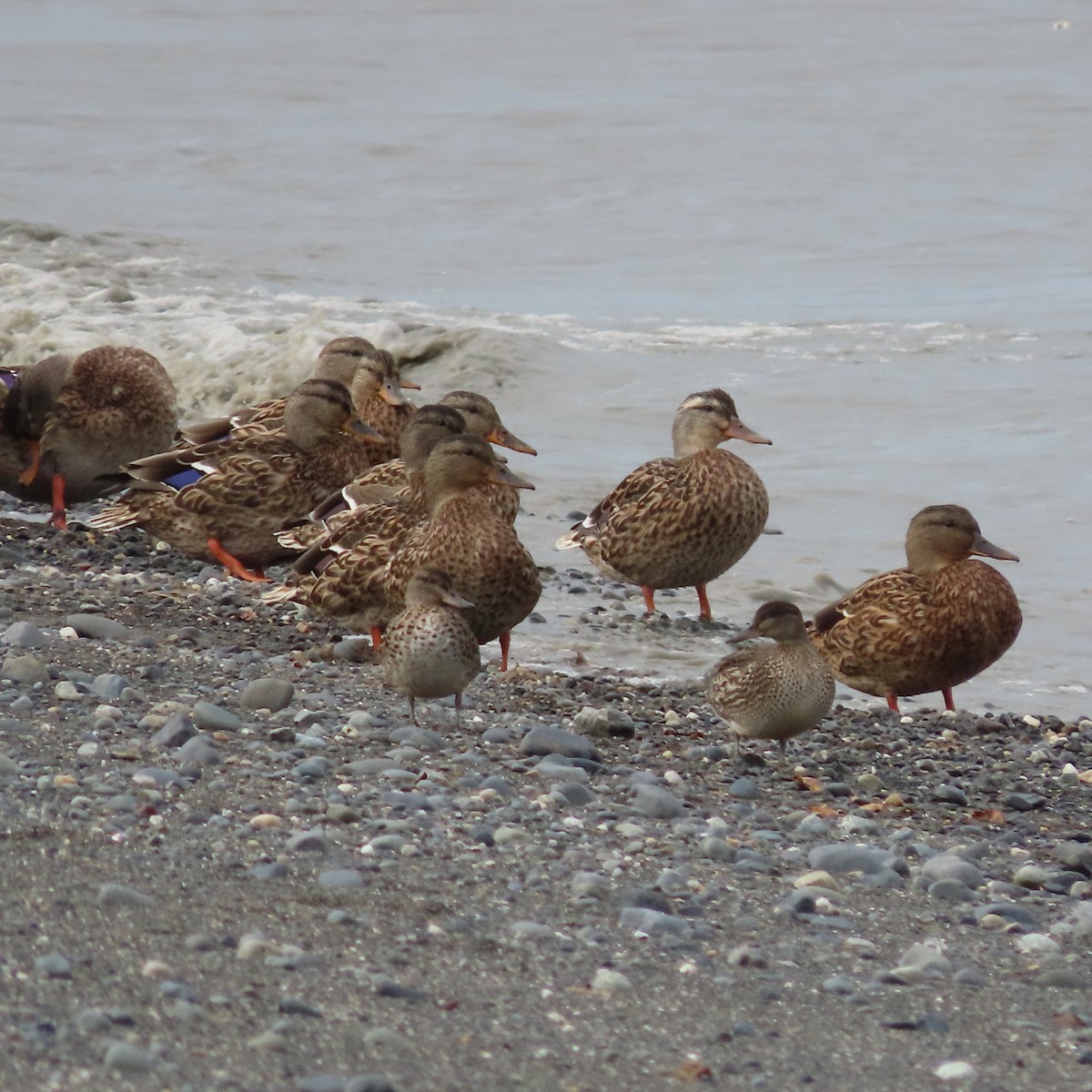 Green-winged Teal - ML642005693