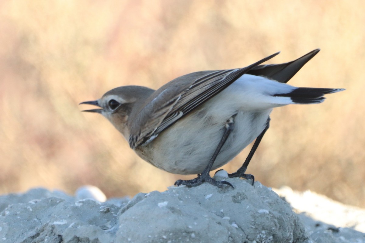 Northern Wheatear - ML642005694