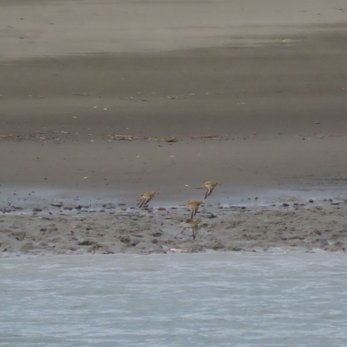 Pacific Golden-Plover - ML642005695