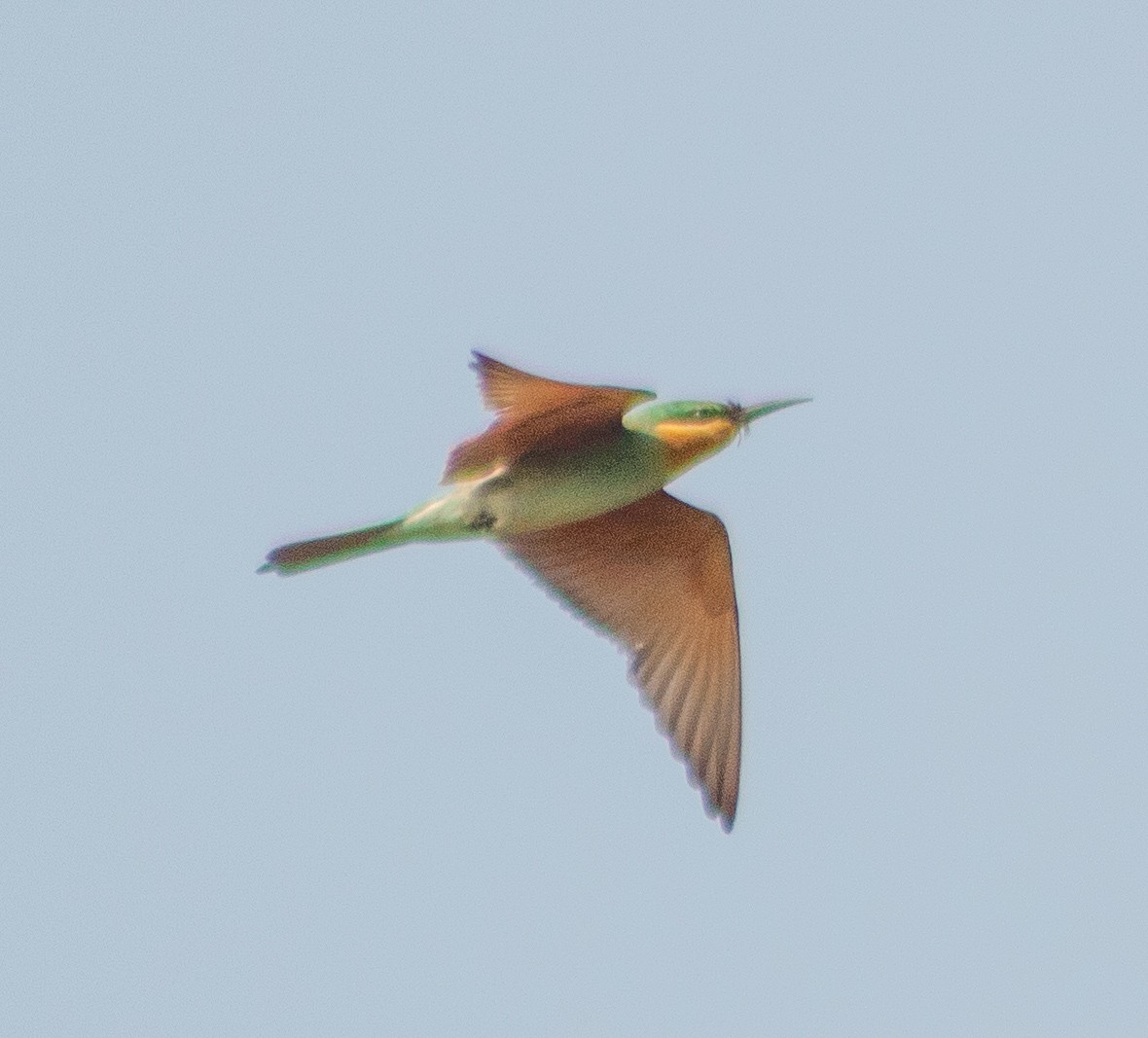 Blue-cheeked Bee-eater - ML642005696