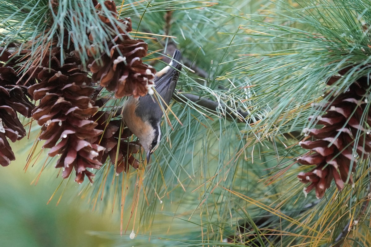 Red-breasted Nuthatch - ML642005697