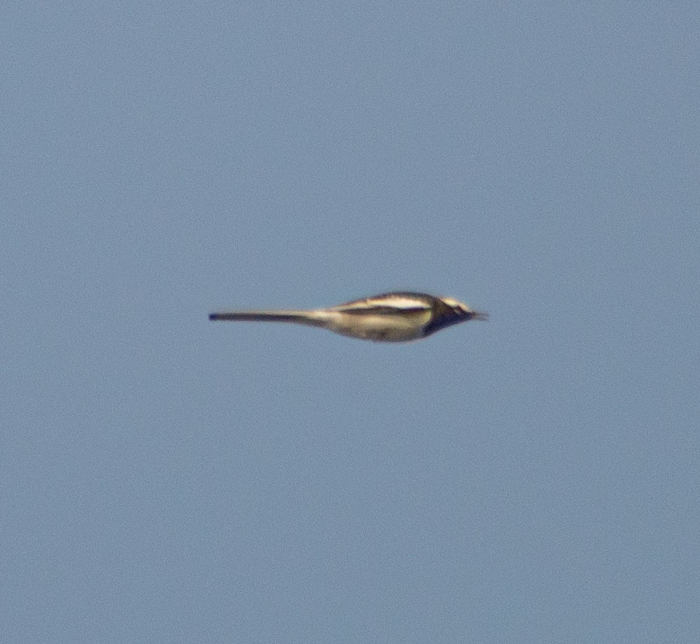 White-browed Wagtail - ML642005698