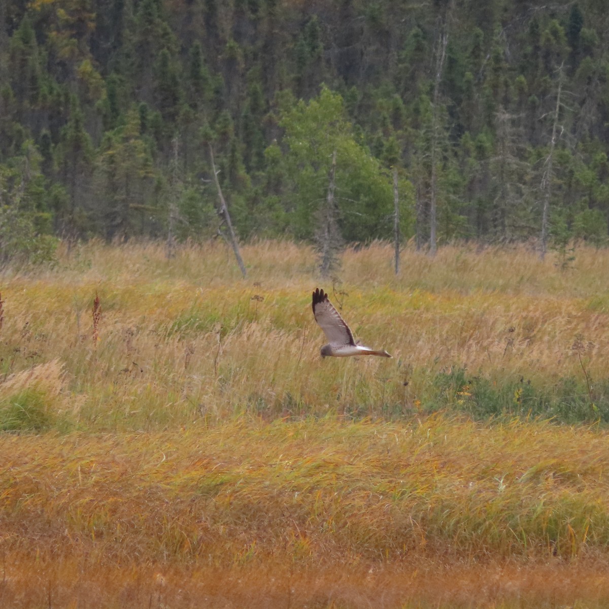 Northern Harrier - ML642005701