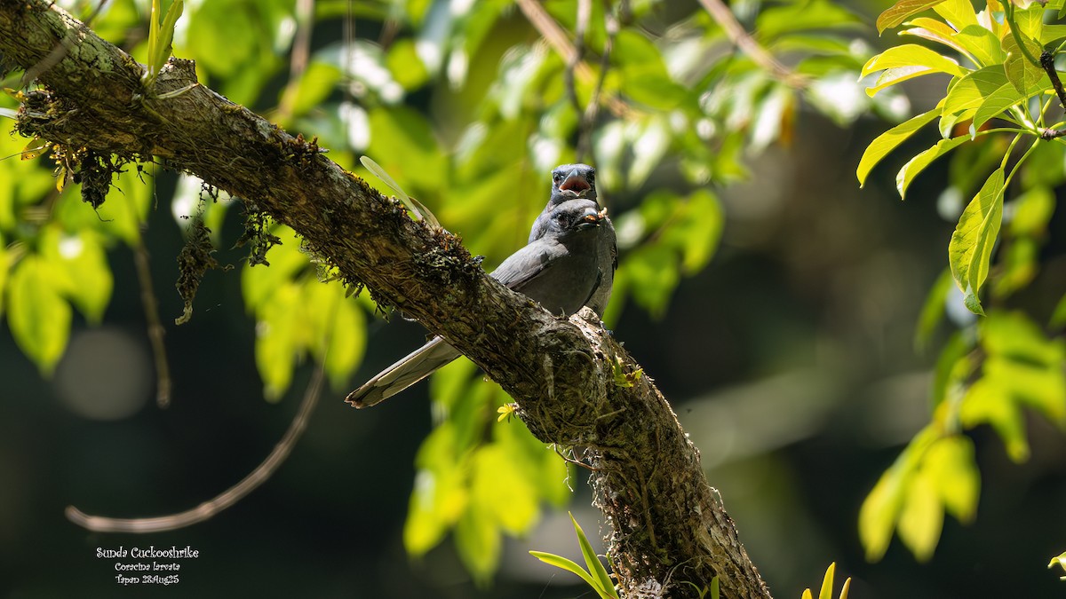Sunda Cuckooshrike - ML642005709