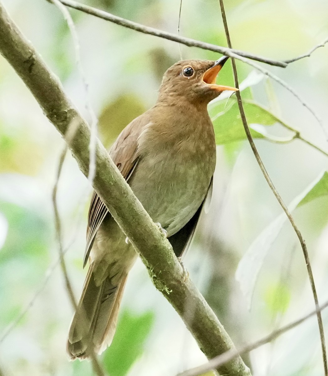 Rufous-brown Solitaire - ML642005720