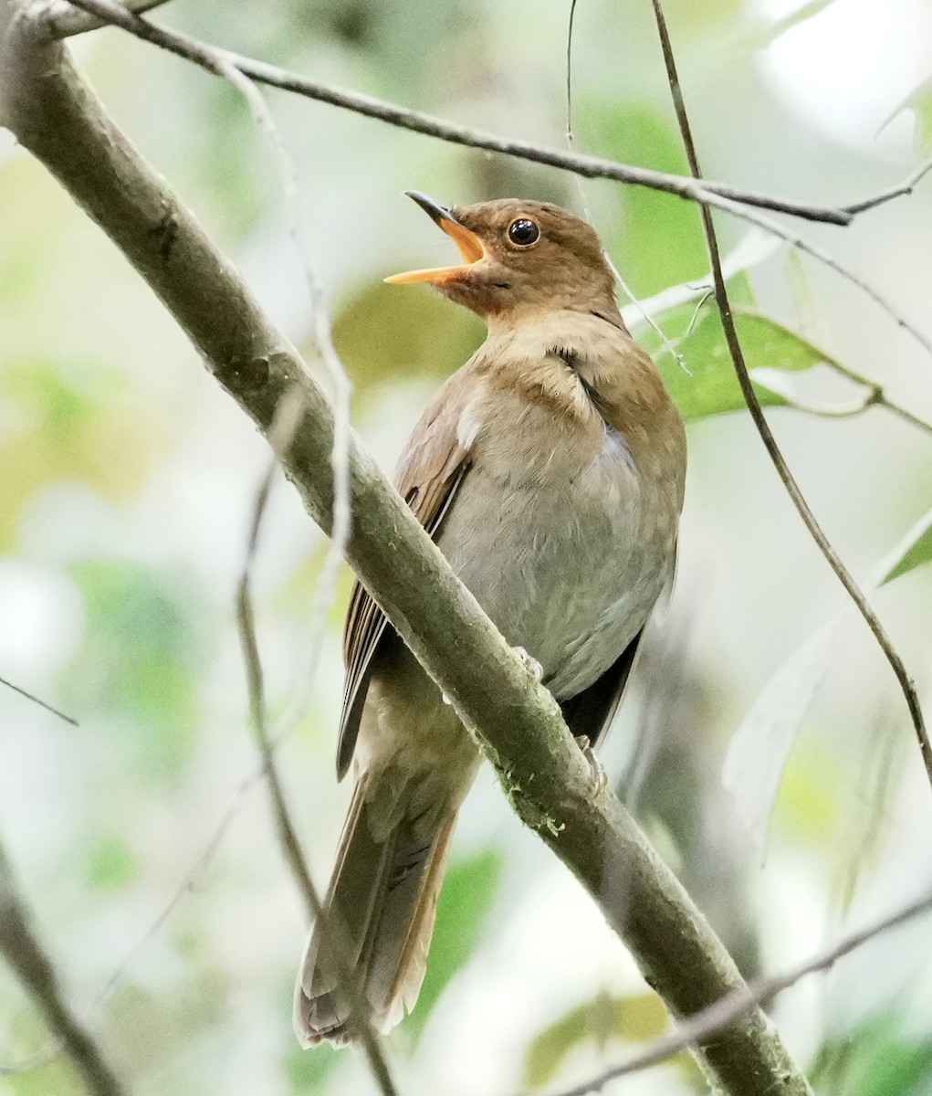 Rufous-brown Solitaire - ML642005721