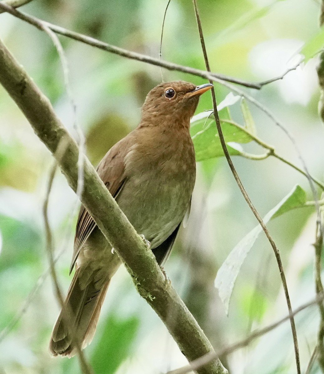 Rufous-brown Solitaire - ML642005722