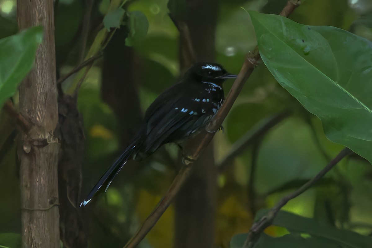 White-bellied Thicket-Fantail - ML642005723