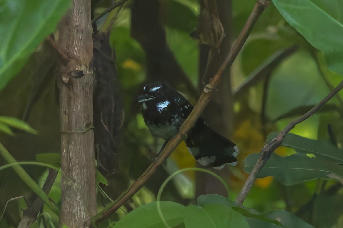 White-bellied Thicket-Fantail - ML642005725