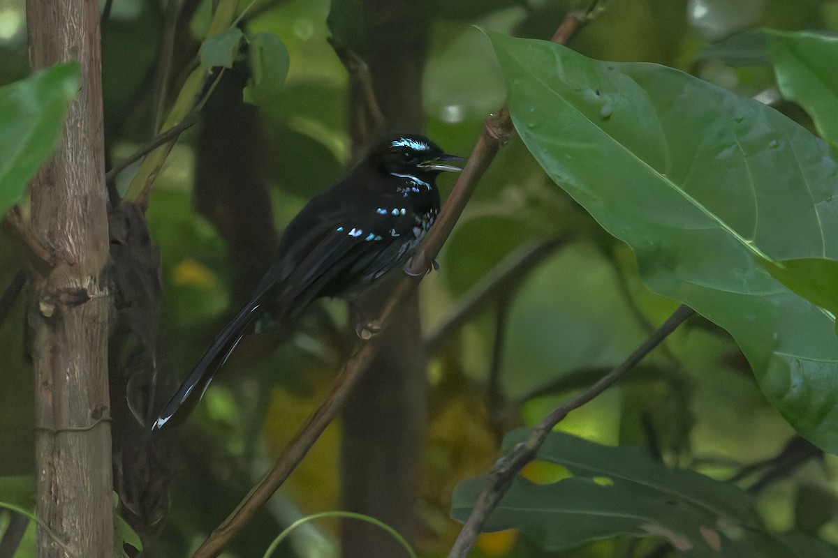 White-bellied Thicket-Fantail - ML642005726