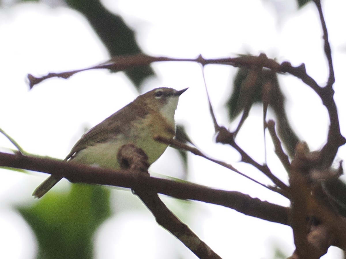 Large-billed Gerygone - ML642005729