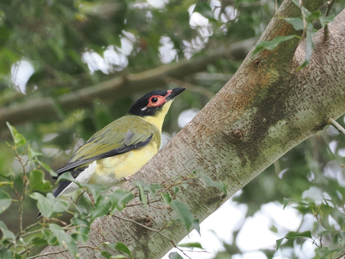 Australasian Figbird - ML642005732