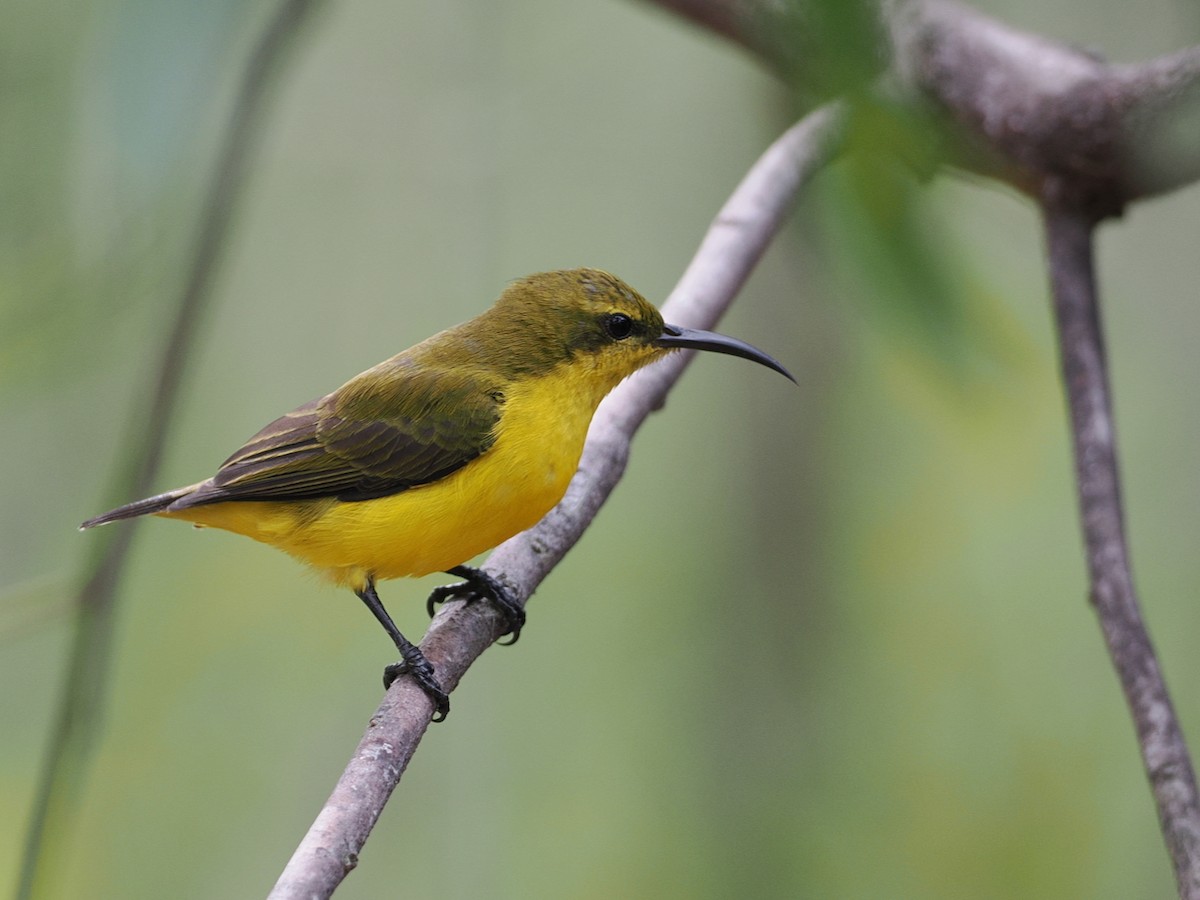 Sahul Sunbird - ML642005735