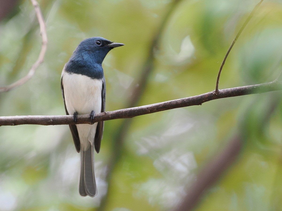 Leaden Flycatcher - ML642005739