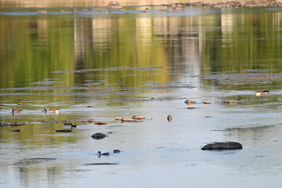 Pied-billed Grebe - ML642005751