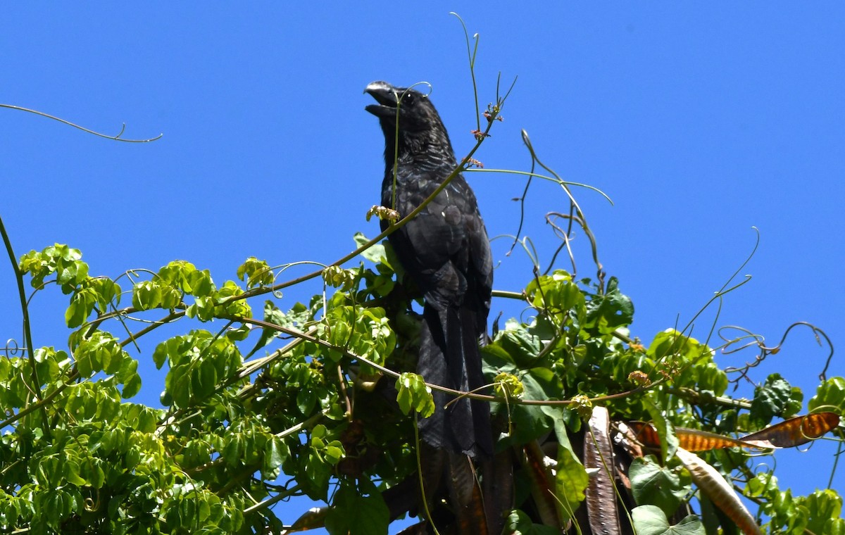 Smooth-billed Ani - ML642005752