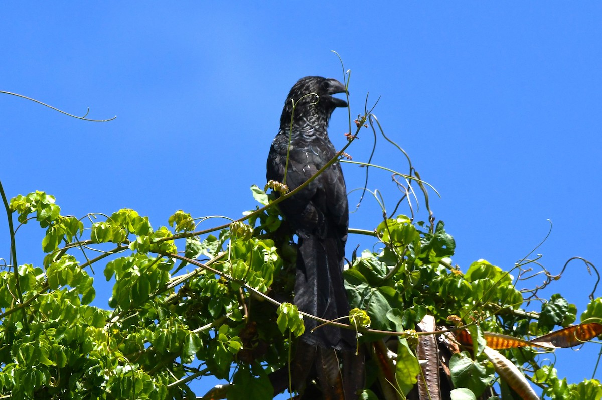 Smooth-billed Ani - ML642005757