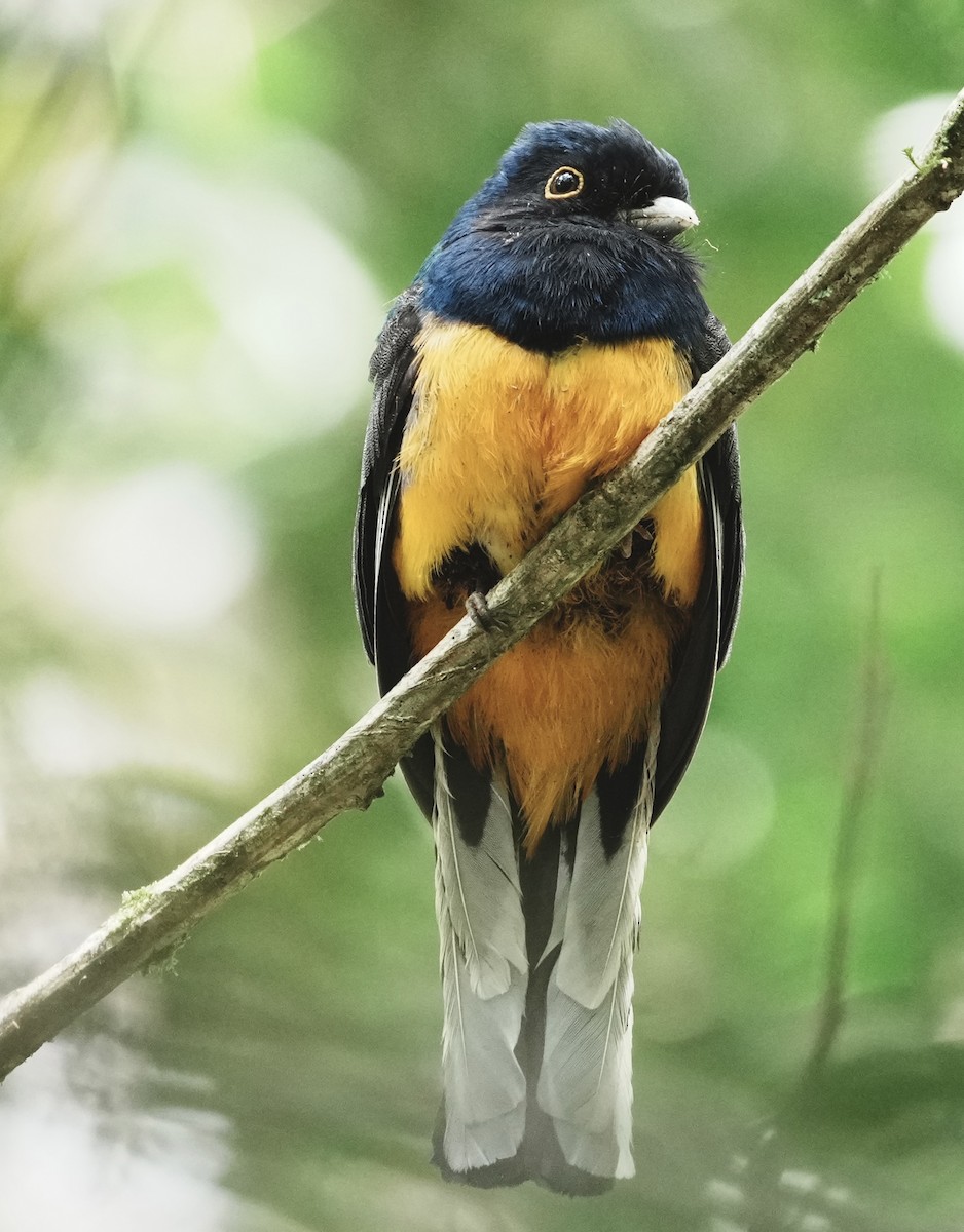 Surucua Trogon (Orange-bellied) - ML642005758