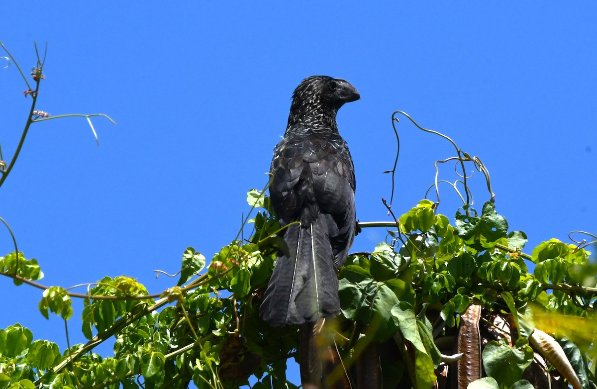 Smooth-billed Ani - ML642005759