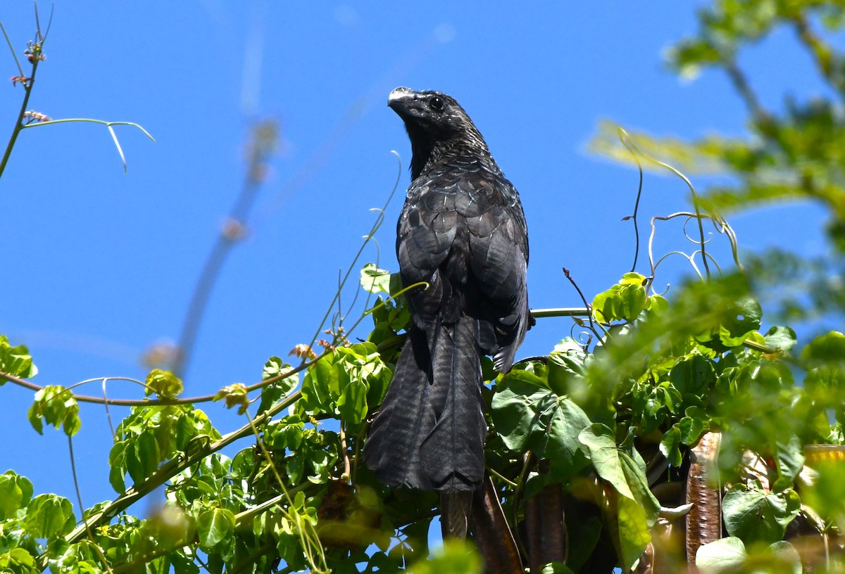Smooth-billed Ani - ML642005761